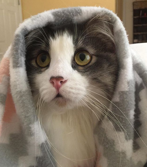 Meet The Adorable Cat With Incontinence And Paralysis Who Found A ...