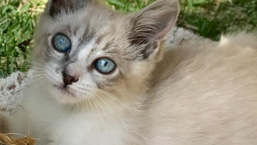 Meet The Incredibly Cute Paralyzed Kitten Who Was Rescued From The 