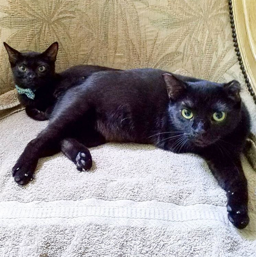black rescue cat with contracted tendons