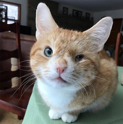 Meet The Incredibly Cute Cat With A Permanent Wink Who Stole His Mom’s ...