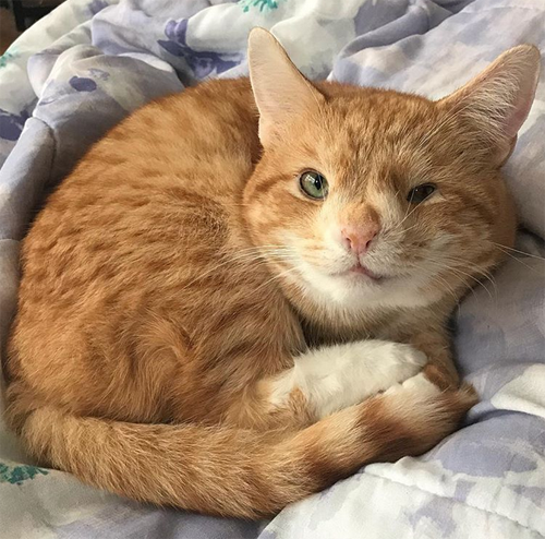 Meet The Incredibly Cute Cat With A Permanent Wink Who Stole His Mom’s ...