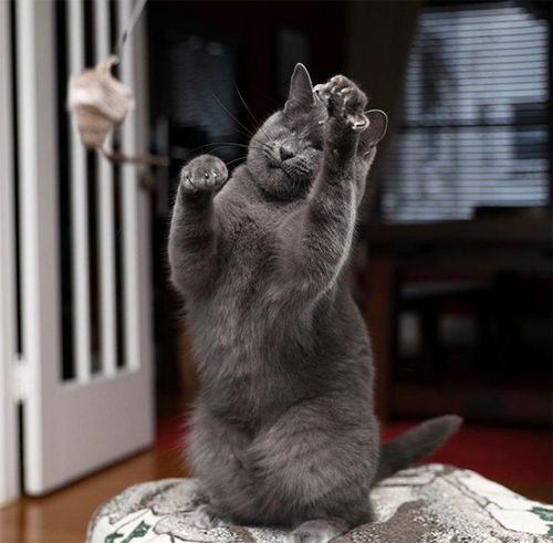 blind russian blue rescue cat