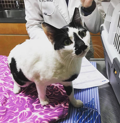Meet The Beautiful Cat With FIV And Feline Leukemia Who Survived Being