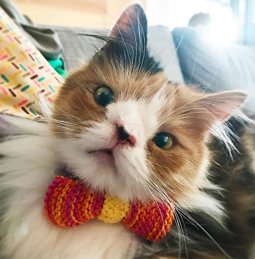 Meet The Gorgeous Calico Cat With A Chromosomal Abnormality Who