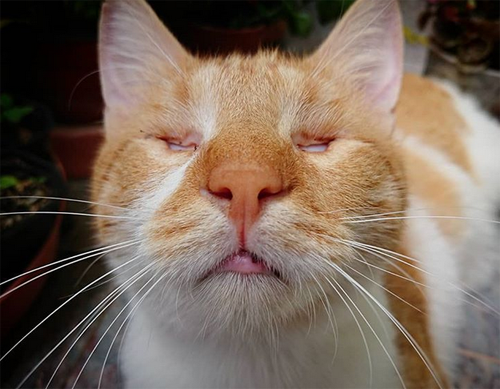 Meet The Adorable Cat Without Eyes Who Won His Foster Mom’s Heart And ...