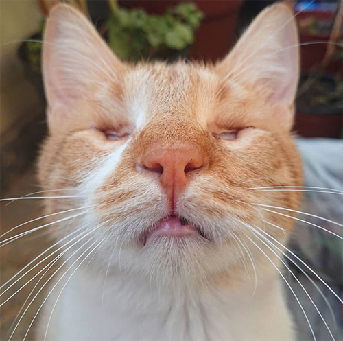 Meet The Adorable Cat Without Eyes Who Won His Foster Mom’s Heart And ...