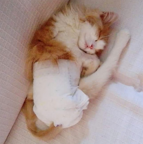 fluffy ginger and white kitten with paralysis and incontinence