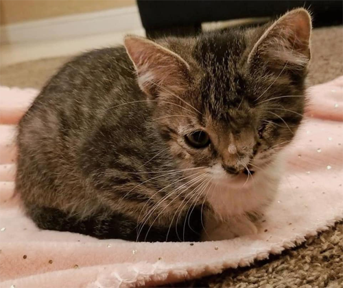 one eyed rescue kitten