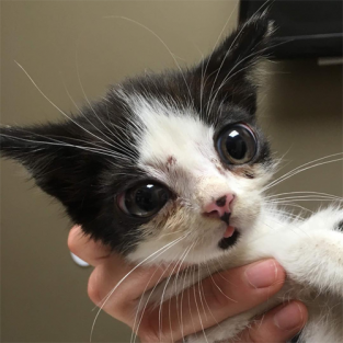 Meet The One Of A Kind Kitten With Ehlers-Danlos Syndrome And A Rare ...