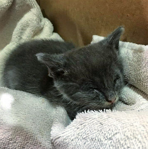 blind gray and white rescue cat with micropthalmia