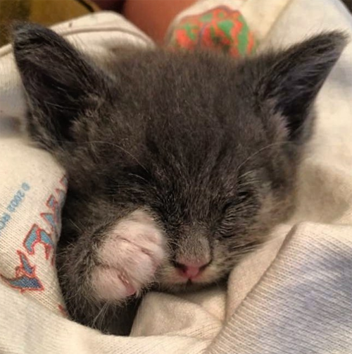 blind gray and white rescue cat with micropthalmia