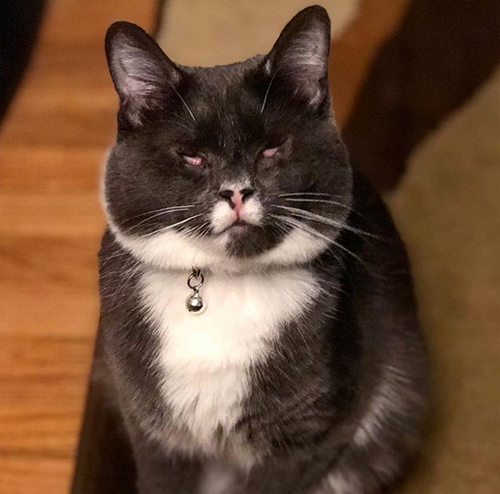 blind gray and white rescue cat with micropthalmia