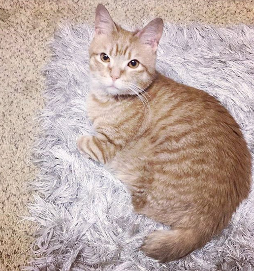 two-legged ginger rescue cat