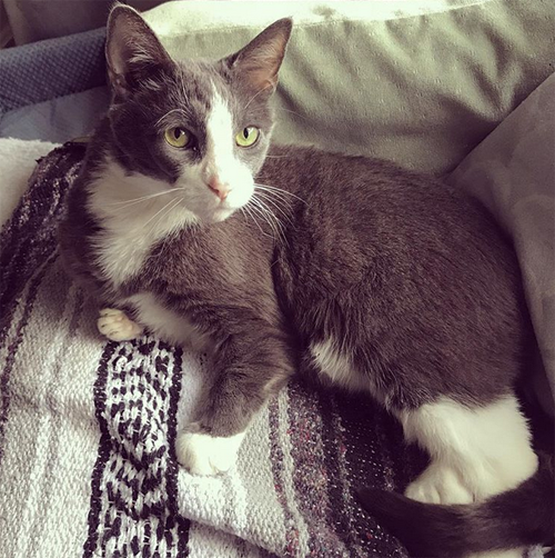 grey and white rescue cat with radial hypoplasia