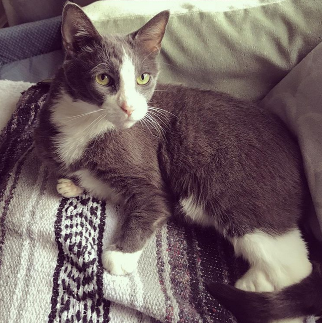 Meet The Handsome “Kangaroo Cat” With FIV Who Found The Perfect Home After He And His Kittens