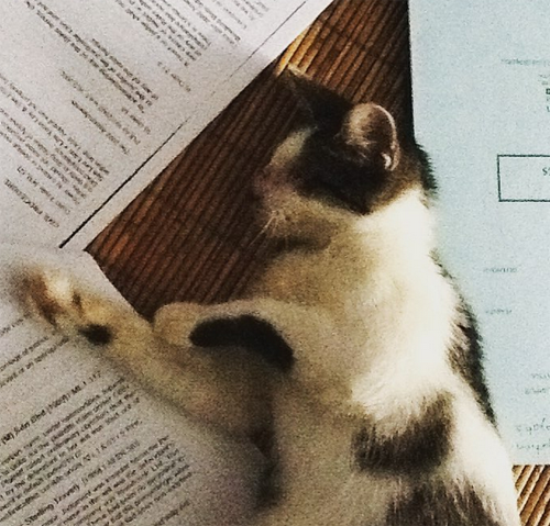 blind and deaf rescue cat