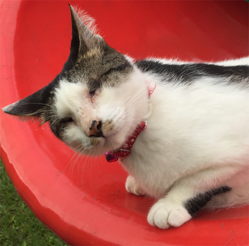 Meet The Deaf And Blind Cat Who Convinced Her Family To Adopt Her When She Was A Frail And Sickly Homeless Kitten Meow As Fluff