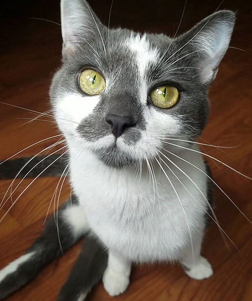 drag bolsa for paralyzed cat