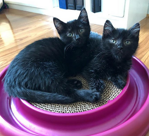 black rescue kitten with hind leg paralysis incontinence pure red cell anemia