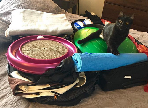 black rescue kitten with hind leg paralysis incontinence pure red cell anemia