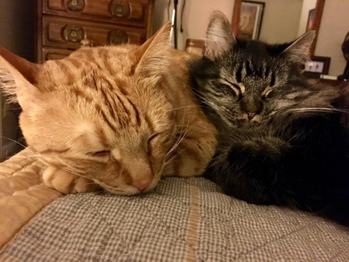 fluffy tabby rescue cat with pectus excavatum