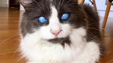 Meet The Handsome Cat With A Severe Underbite Who Found A Family