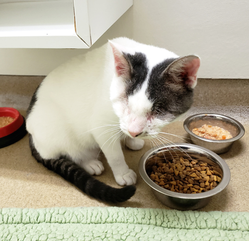 blind rescue cat