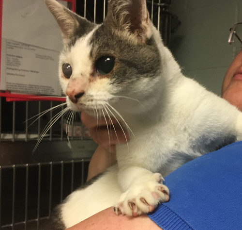 blind rescue cat