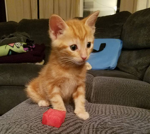 orange tailless cat with manx syndrome