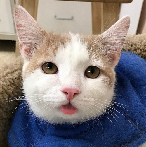 ginger and white rescue kitten with ehlers danlos syndrome feline cutaneous asthenia