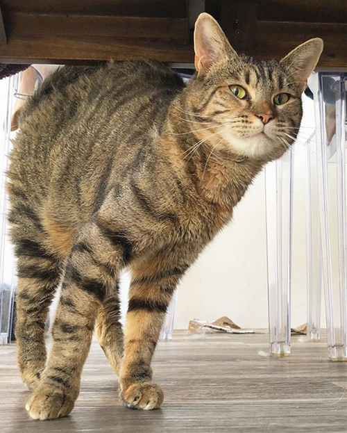 Meet The Beautiful Rescue Cat With Cerebellar Hypoplasia Who Was Living