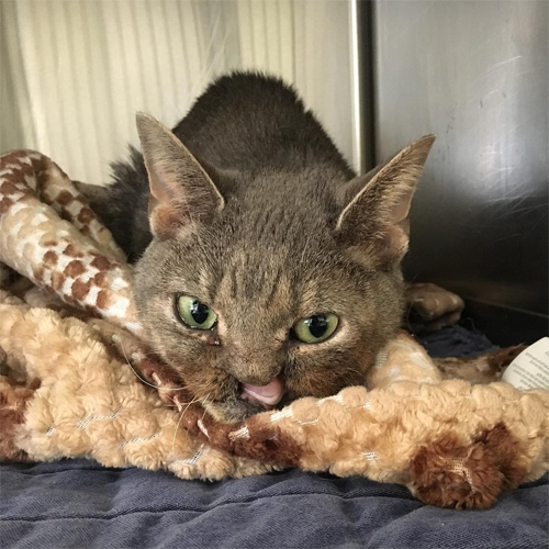 cat with facial injuries from electrocution