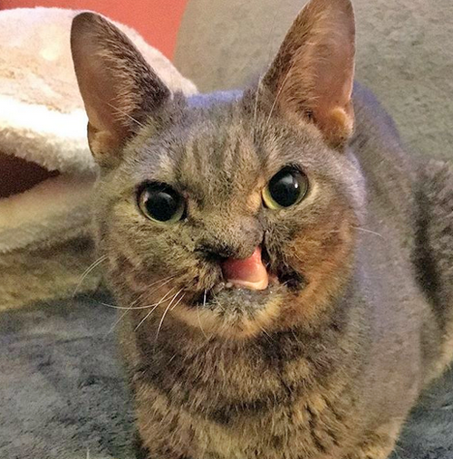 cat with facial injuries from electrocution