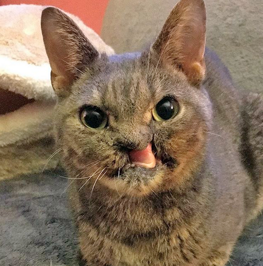 Meet The Adorable Cat Who Survived Being Electrocuted As A Kitten And