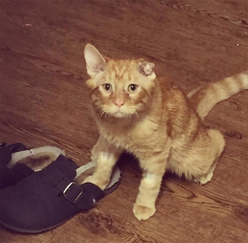 ginger rescue cat with spinal injury