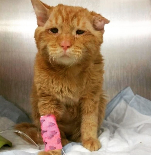 ginger rescue cat with spinal injury