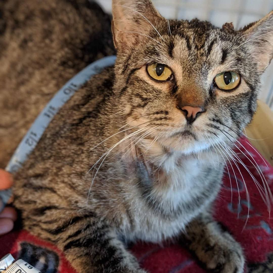 Meet The Handsome Cat With EhlersDanlos Syndrome And FIV Who Was