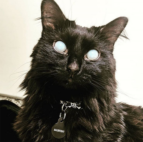 meet-the-stunning-deaf-and-partially-blind-cat-who-found-the-perfect