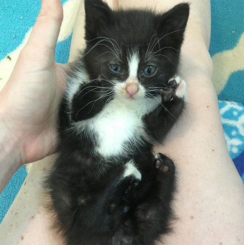 Meet Betty Boop, The Beautiful Kitten With Twisted Legs Who Is Looking ...