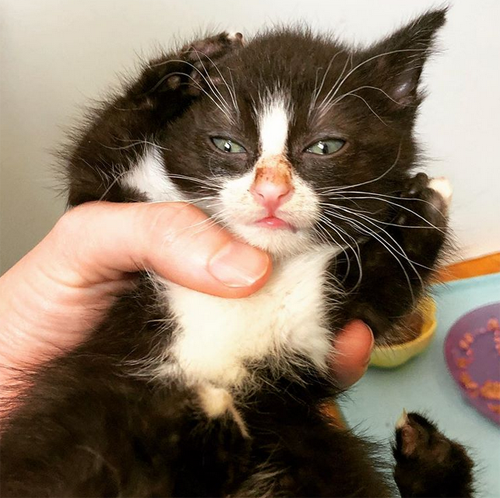 Meet Betty Boop, The Beautiful Kitten With Twisted Legs Who Is Looking ...