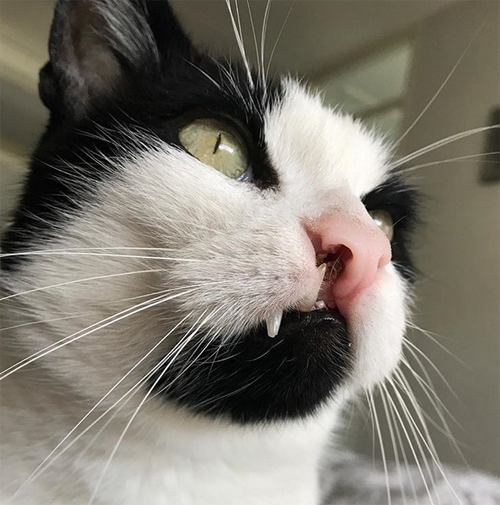 Meet The Incredibly Cute Senior Cat With A Cleft Lip Who Found A Loving ...