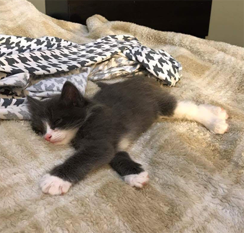 fluffy blind one eyed rescue cat with congenital glaucoma