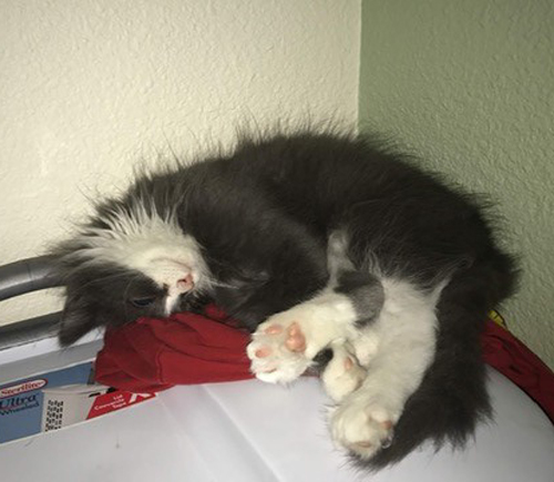 fluffy blind one eyed rescue cat with congenital glaucoma