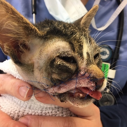 rescue kitten who survived severe facial injuries