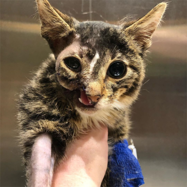 Meet Figaro, The Adorable Kitten Who Survived Severe Facial Injuries ...