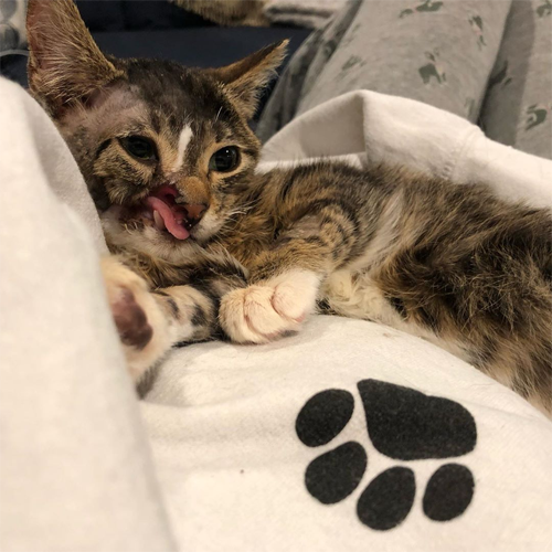 rescue kitten who survived severe facial injuries