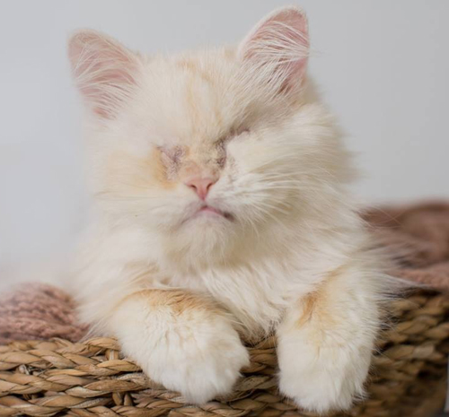 fluffy blind persian rescue cat