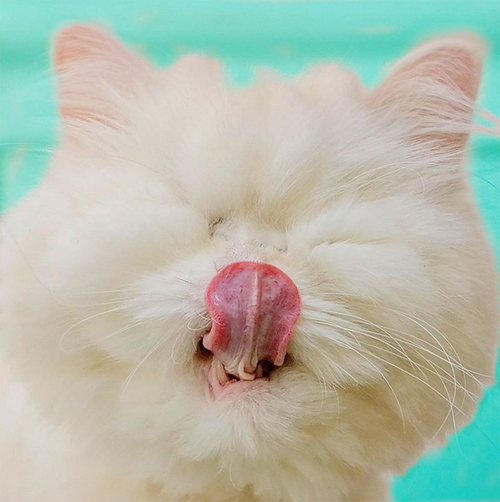 fluffy white blind rescue cat