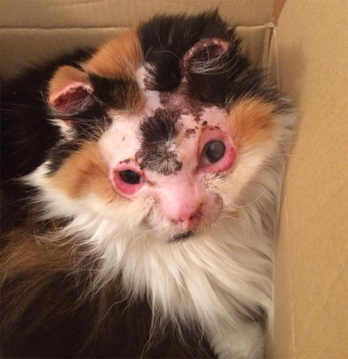 fluffy calico rescue cat who survived severe burns