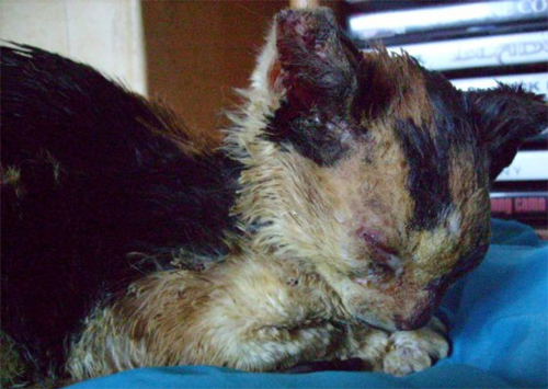 fluffy calico rescue cat who survived severe burns